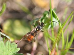 Ichneumon affector